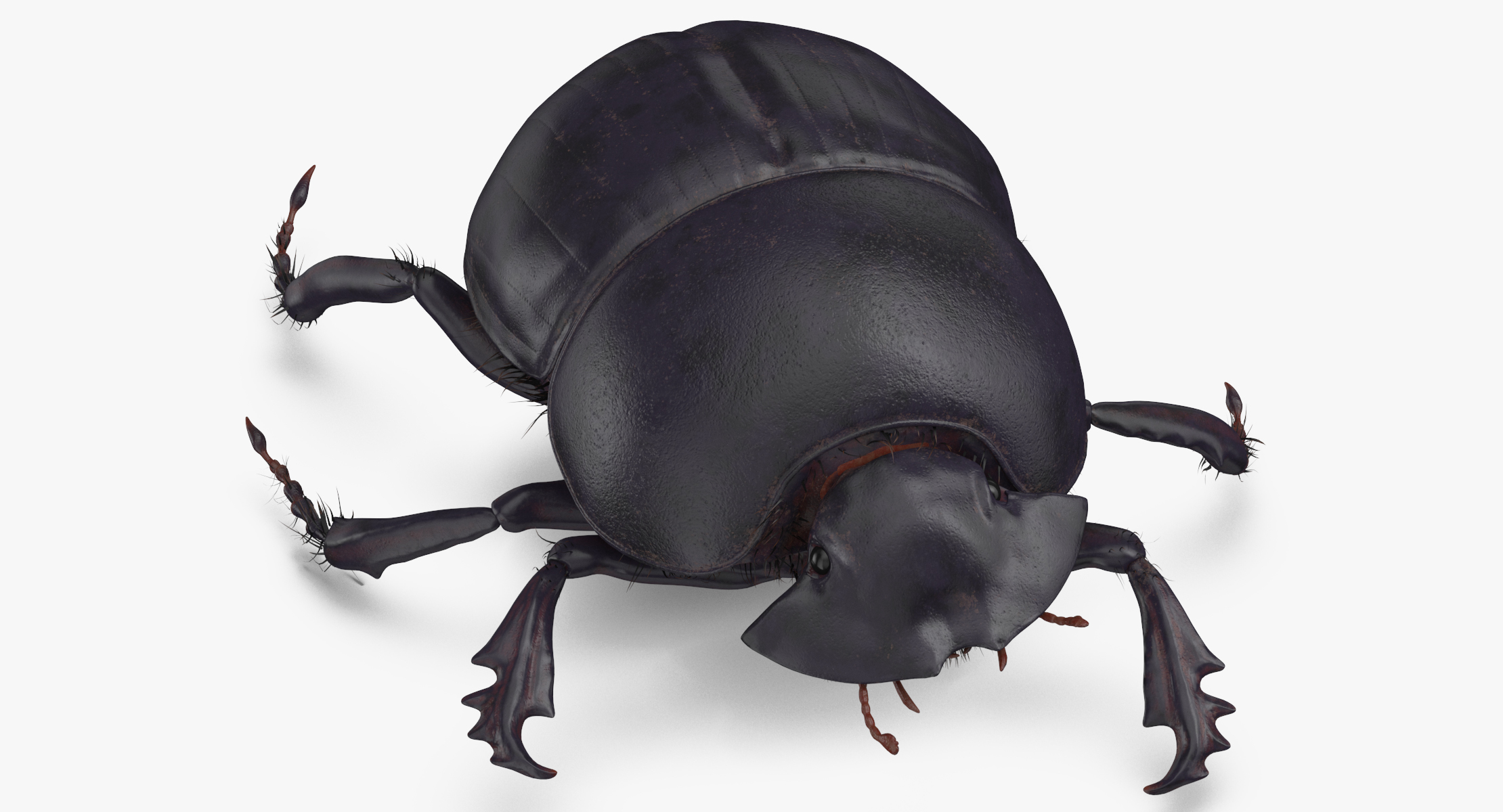 3d black scarab beetle