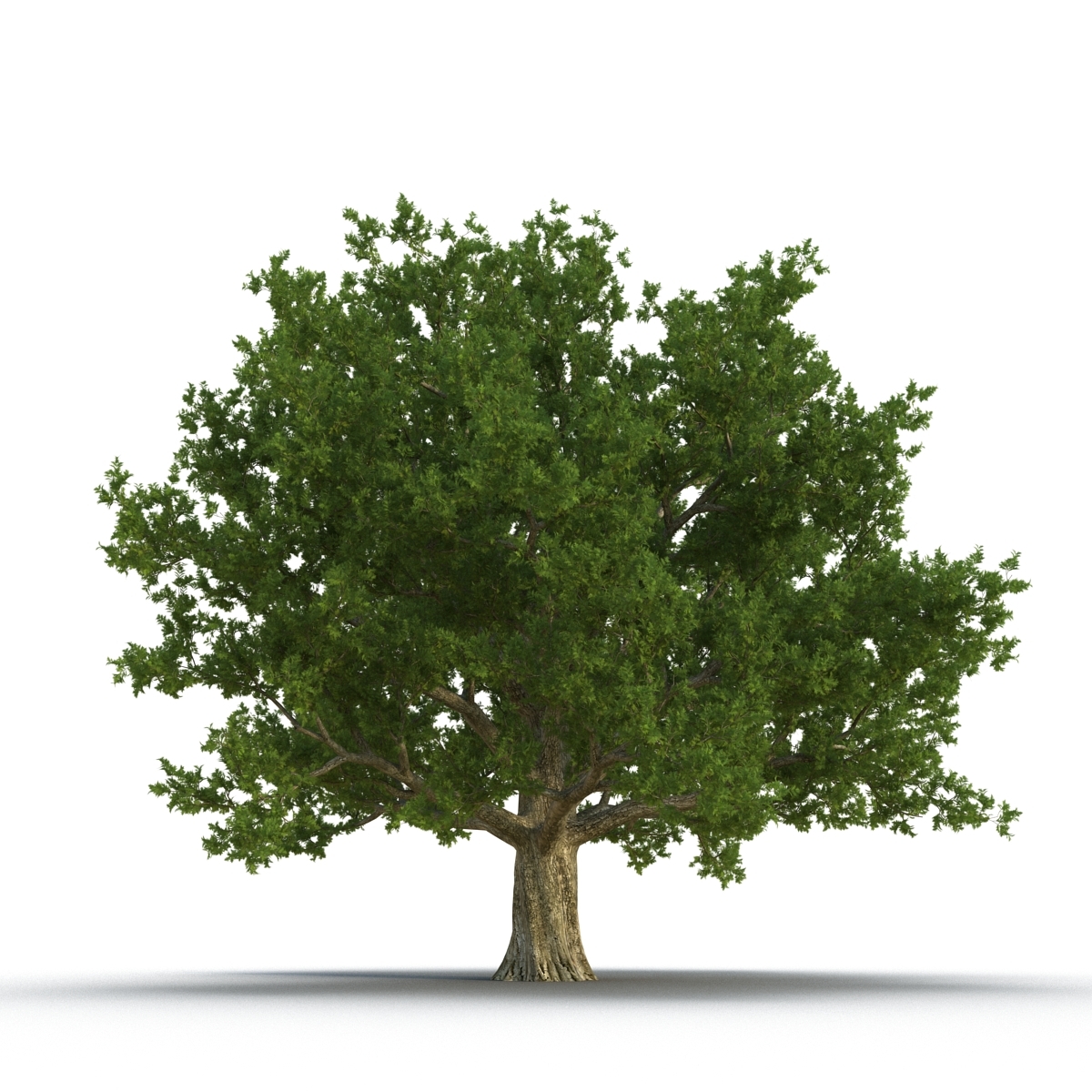 summer trees 3 3d model