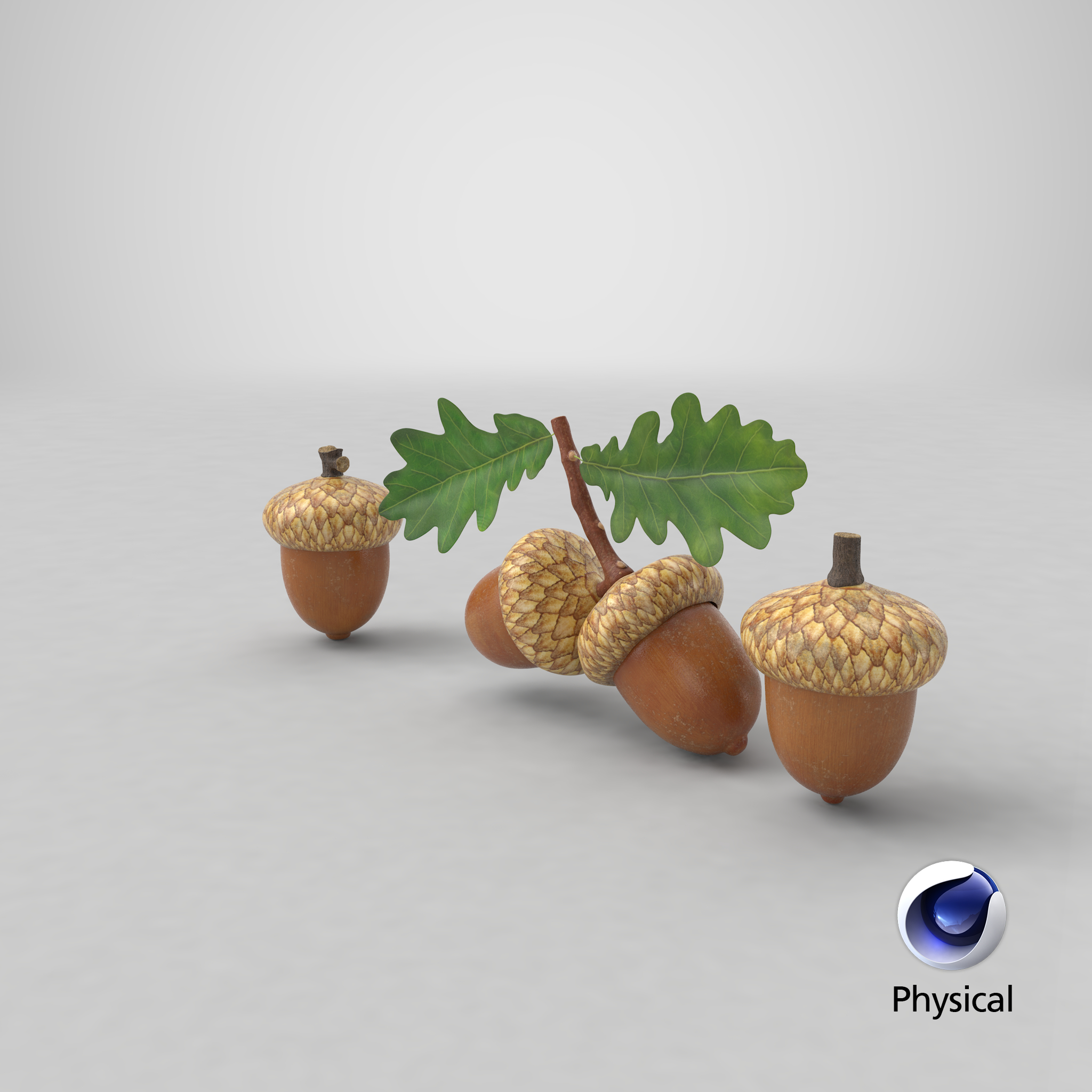 acorns 3d