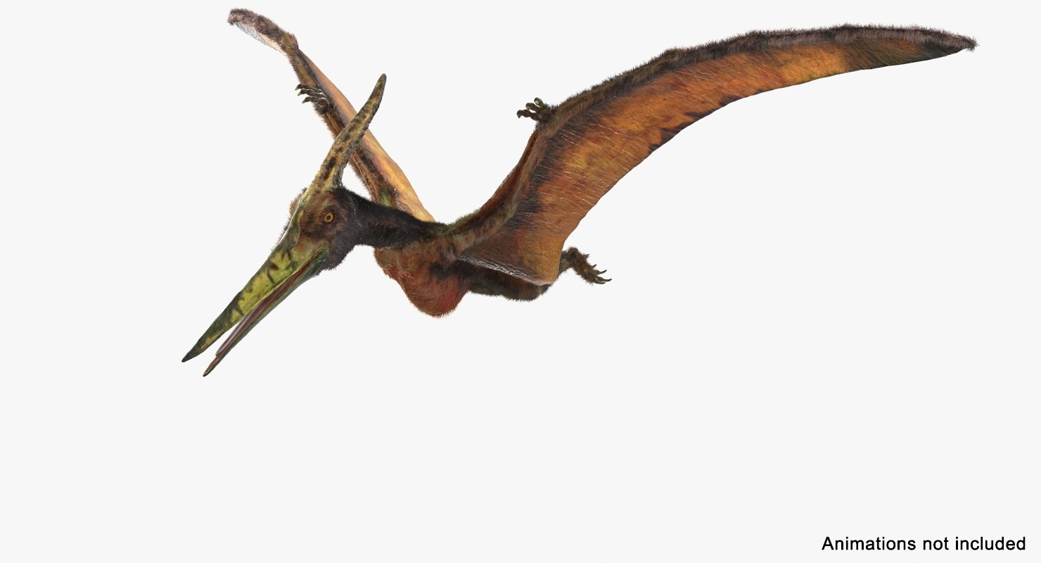 pteranodon飞行肉食爬行动物与毛皮索具3d模型