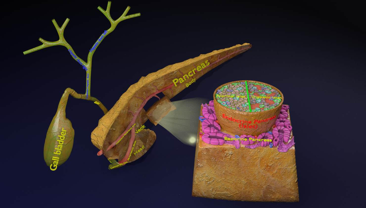 糖尿病胰腺解剖显微镜胰岛β胰岛素3d模型