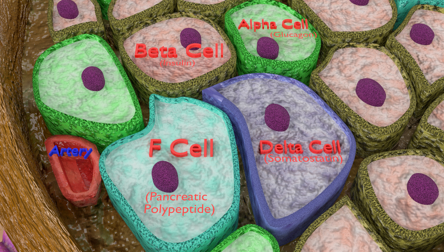 糖尿病胰腺解剖显微镜胰岛β胰岛素3d模型