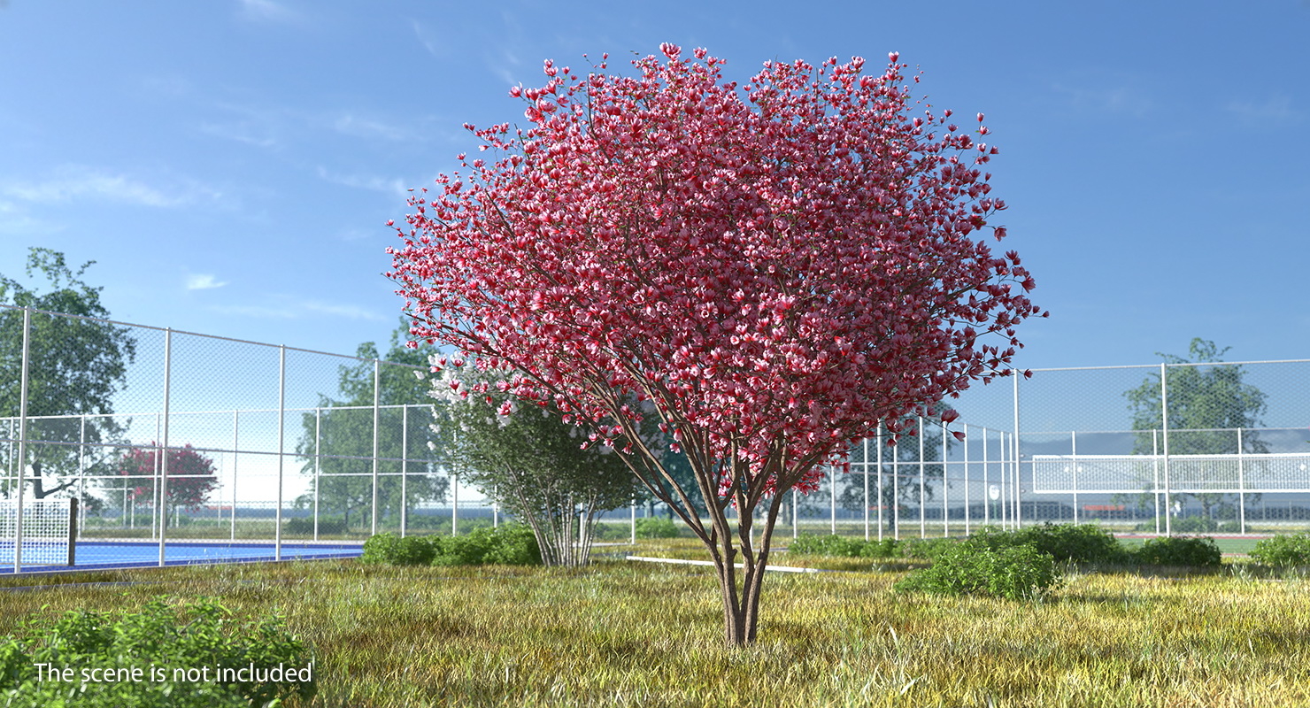 magnolia tulip tree 3d