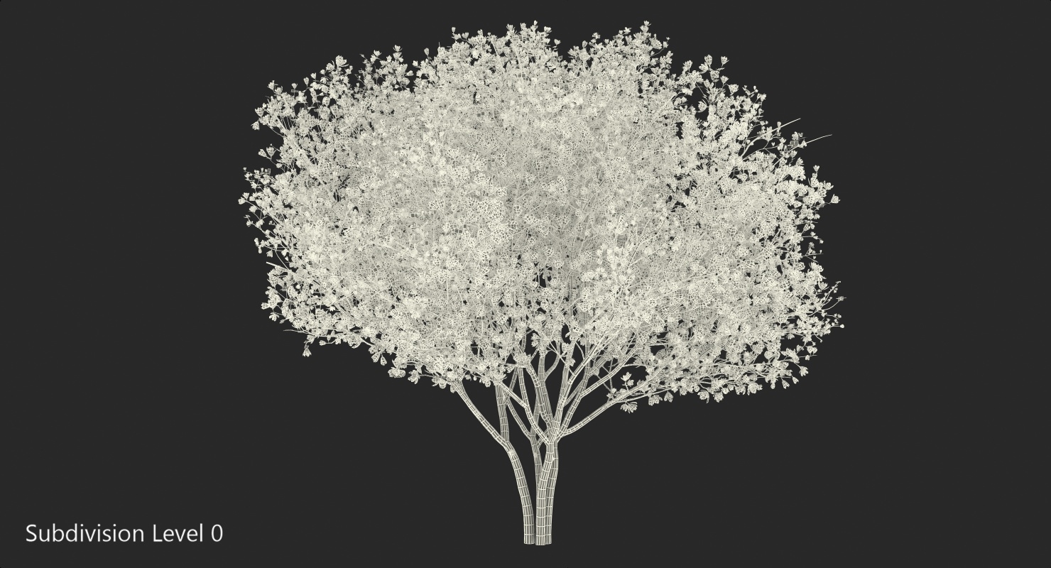 magnolia tulip tree 3d