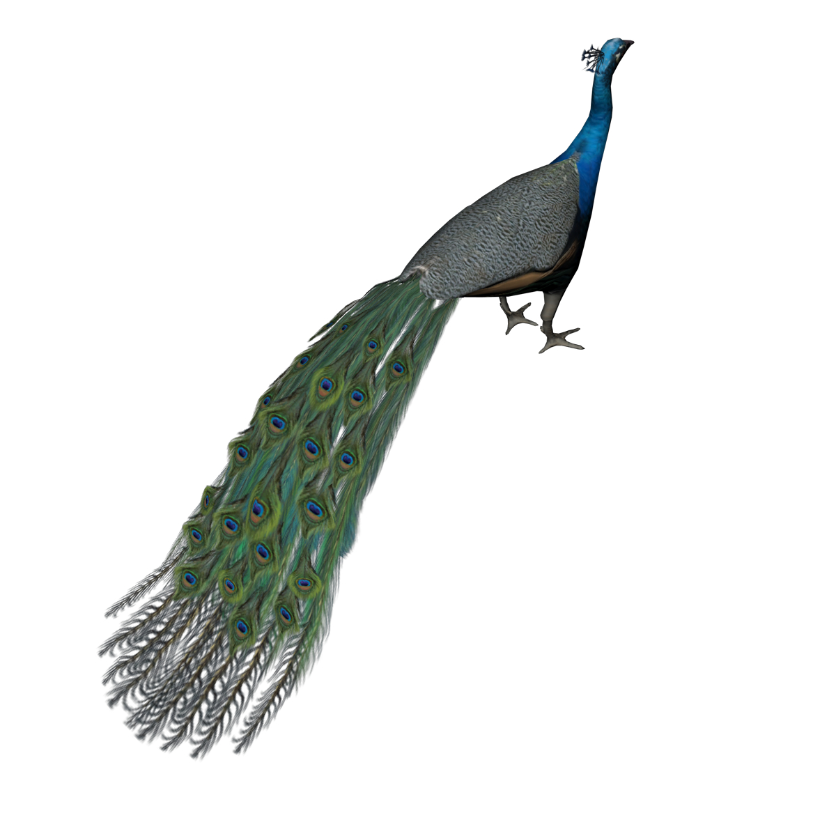 3d model peacock pea