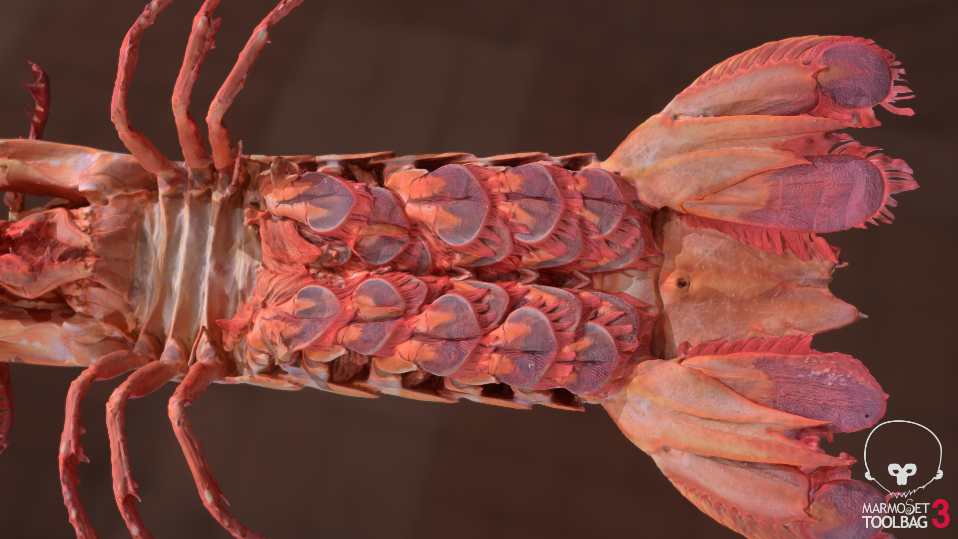 mantis shrimp 3d model