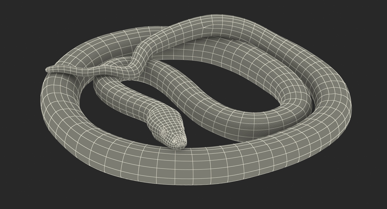 绿色python蛇卷曲的姿势3d模型