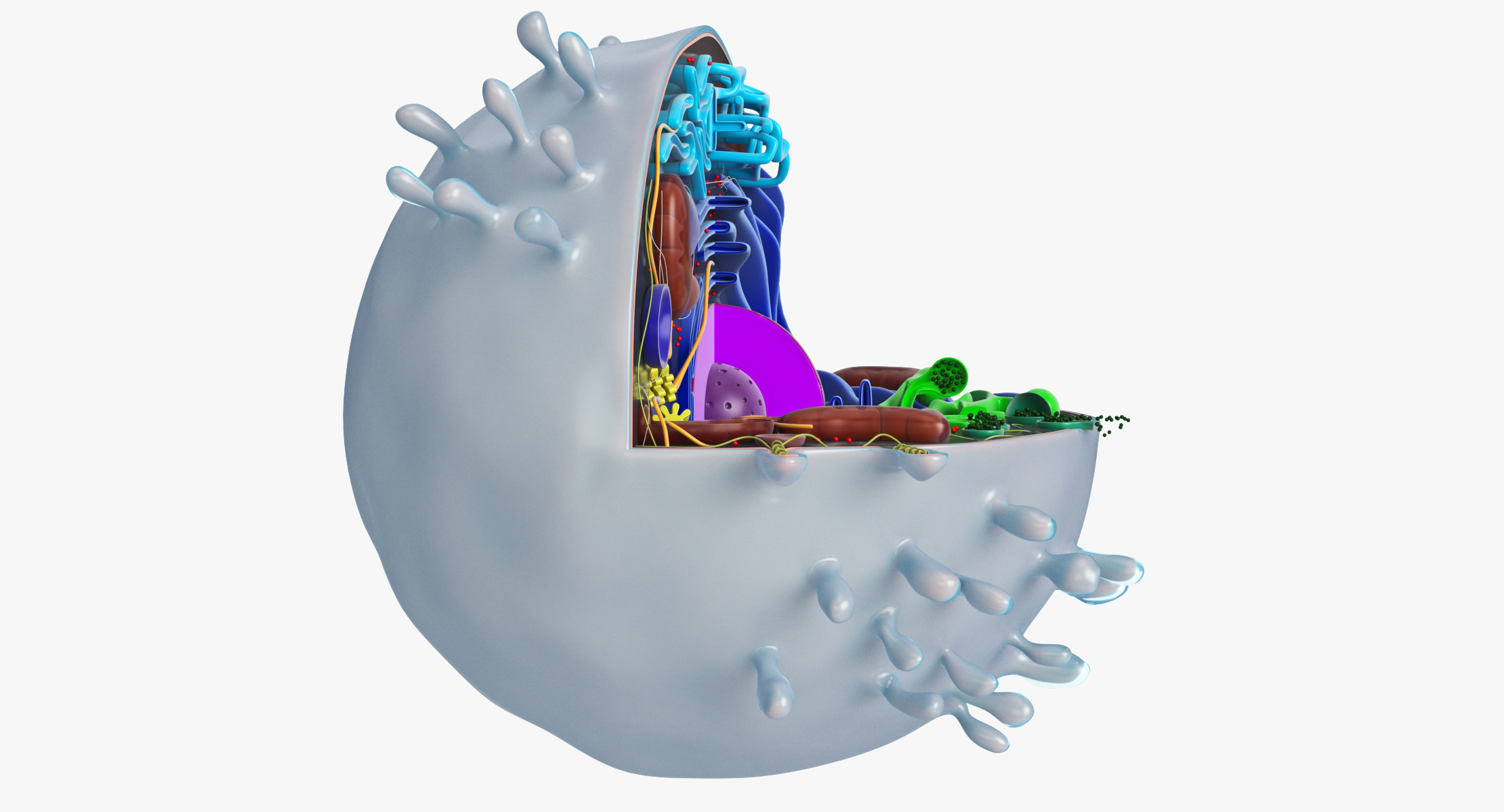 动物细胞3d模型