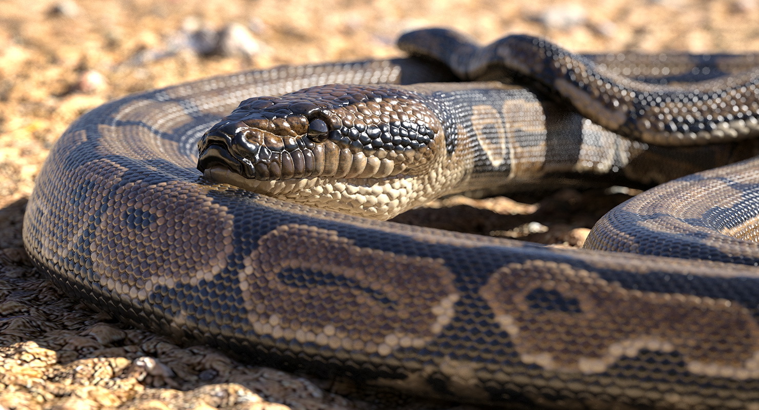 brown python snake rigged 3d model