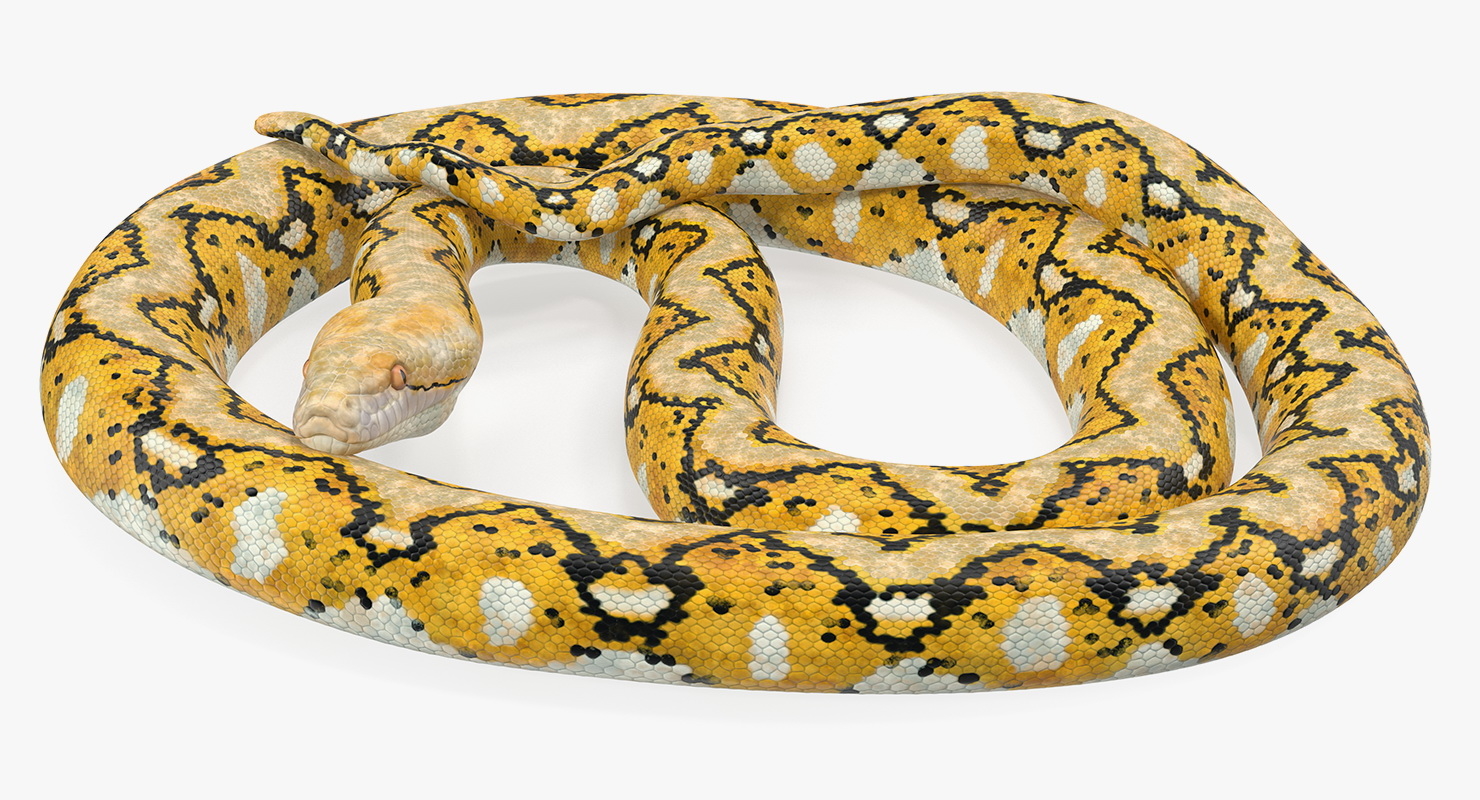 yellow python snake rigged 3d