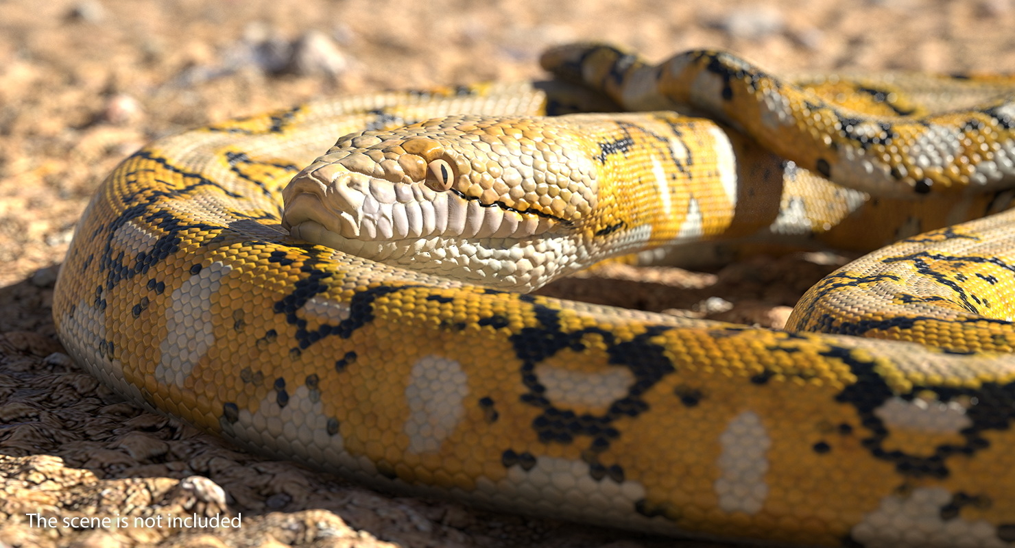 yellow python snake rigged 3d