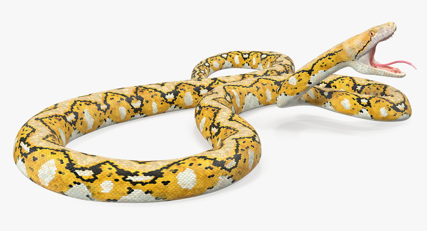 yellow python snake rigged 3d