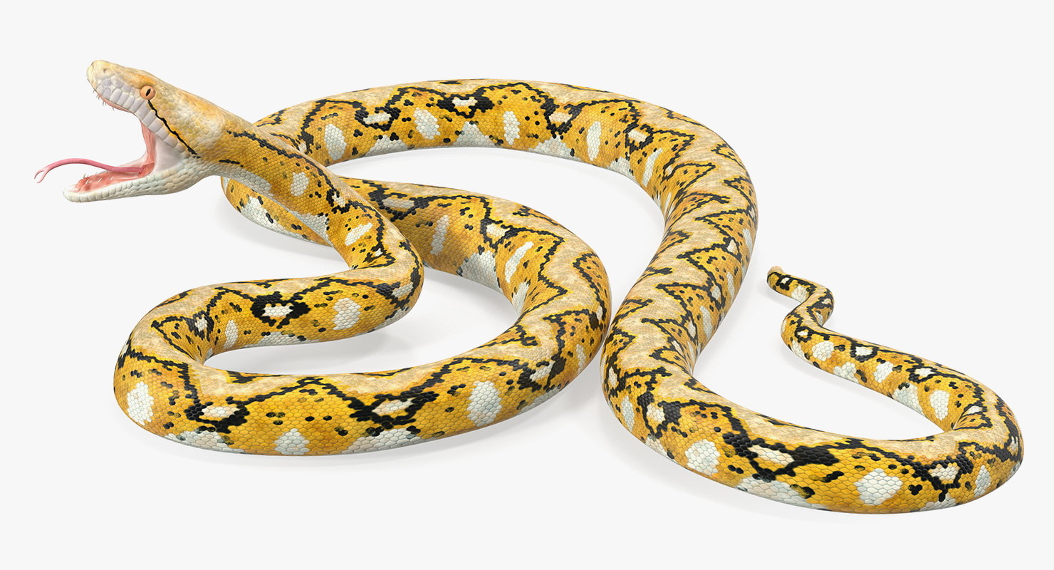 yellow python snake rigged 3d