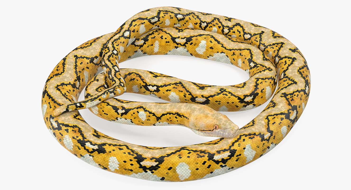 yellow python snake rigged 3d