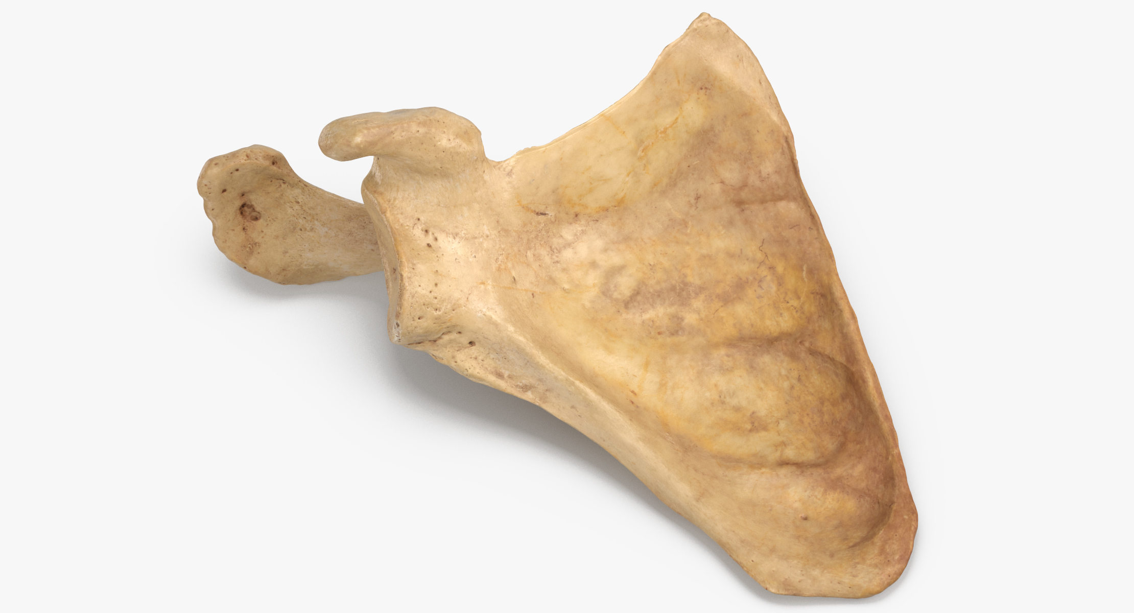 人类肩胛骨骨013d模型