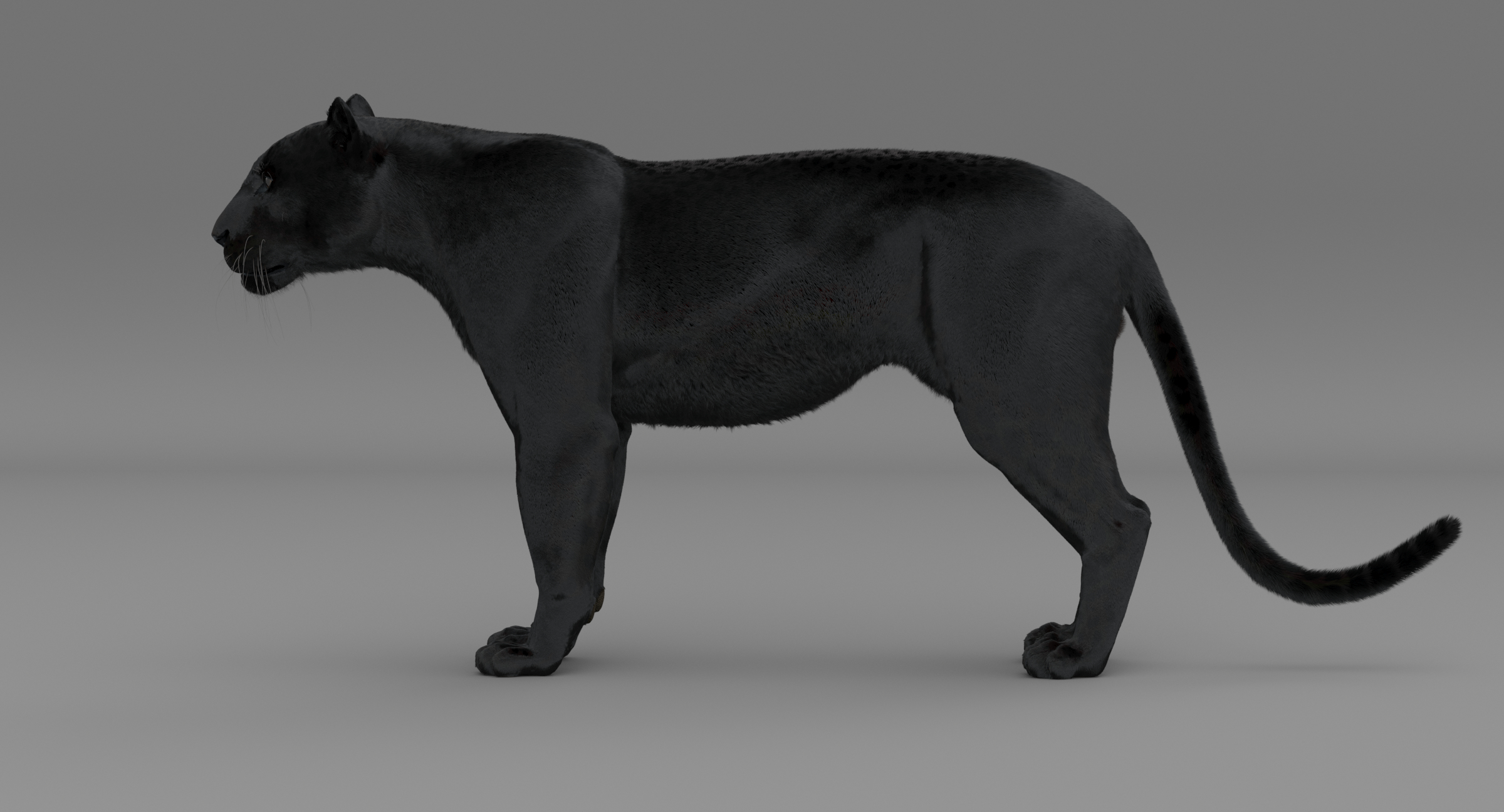 3d black panther leopard fur
