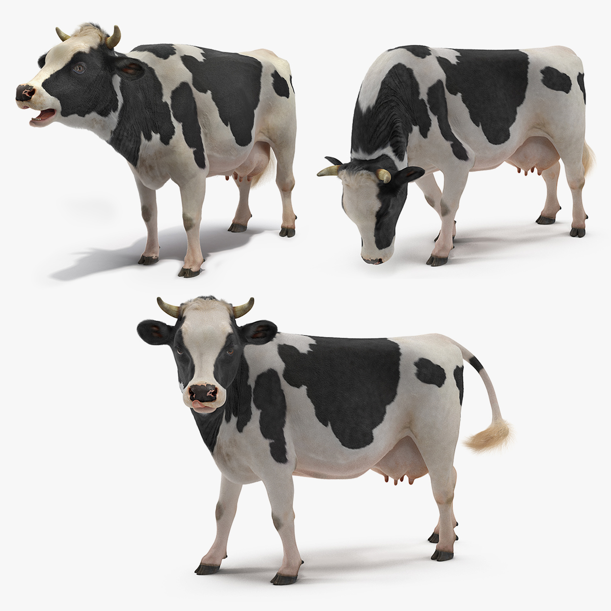 动画牛集合3d模型