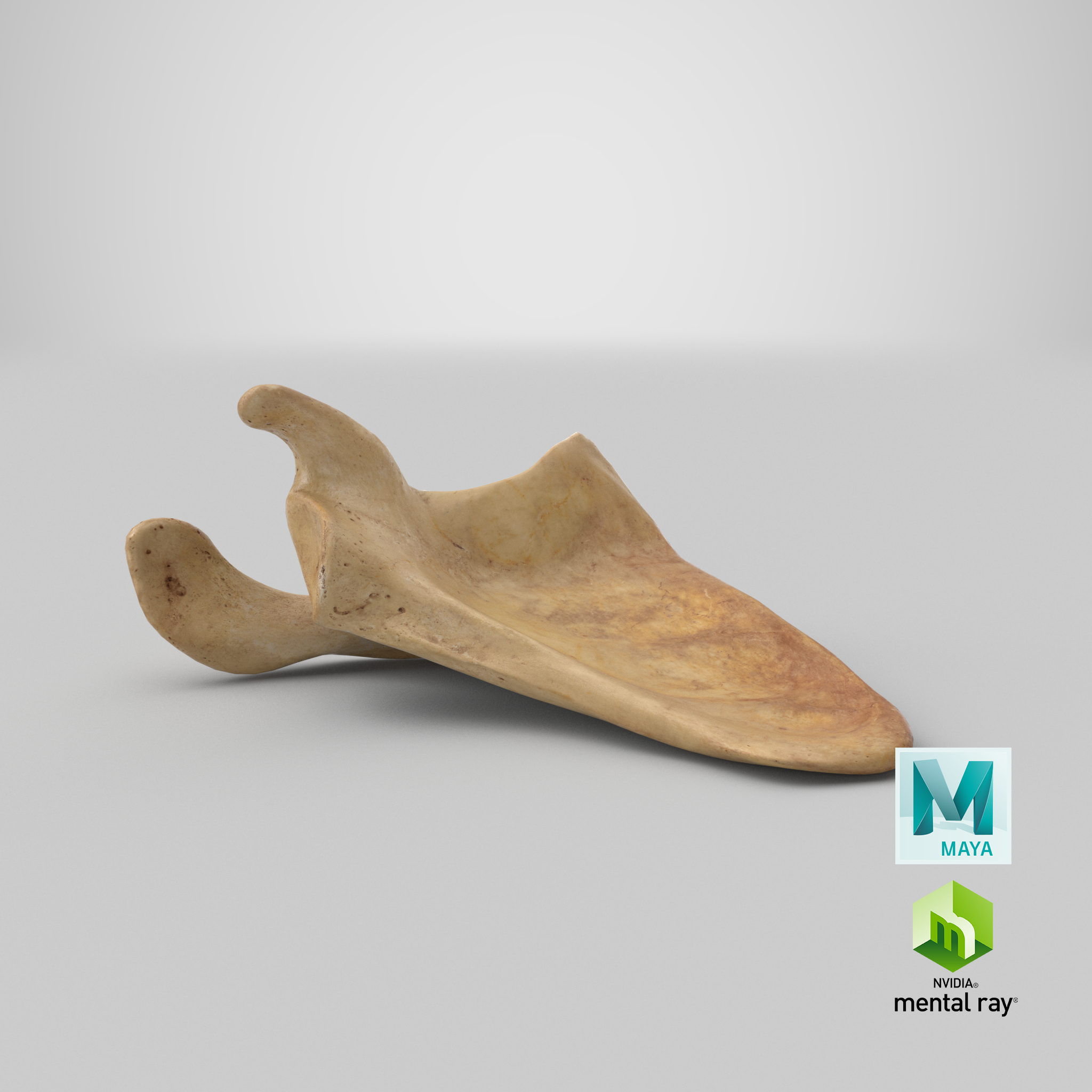 3d human scapula bone 01 model