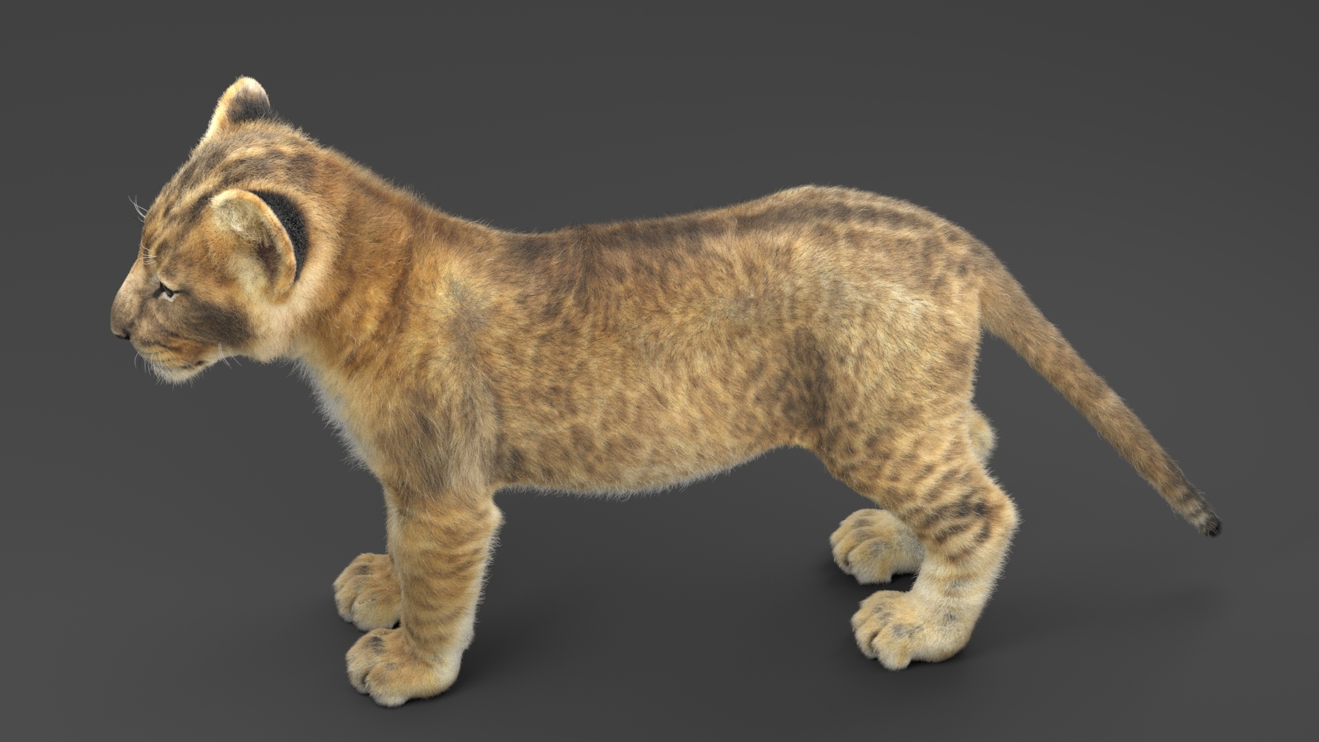 3d model lion cub