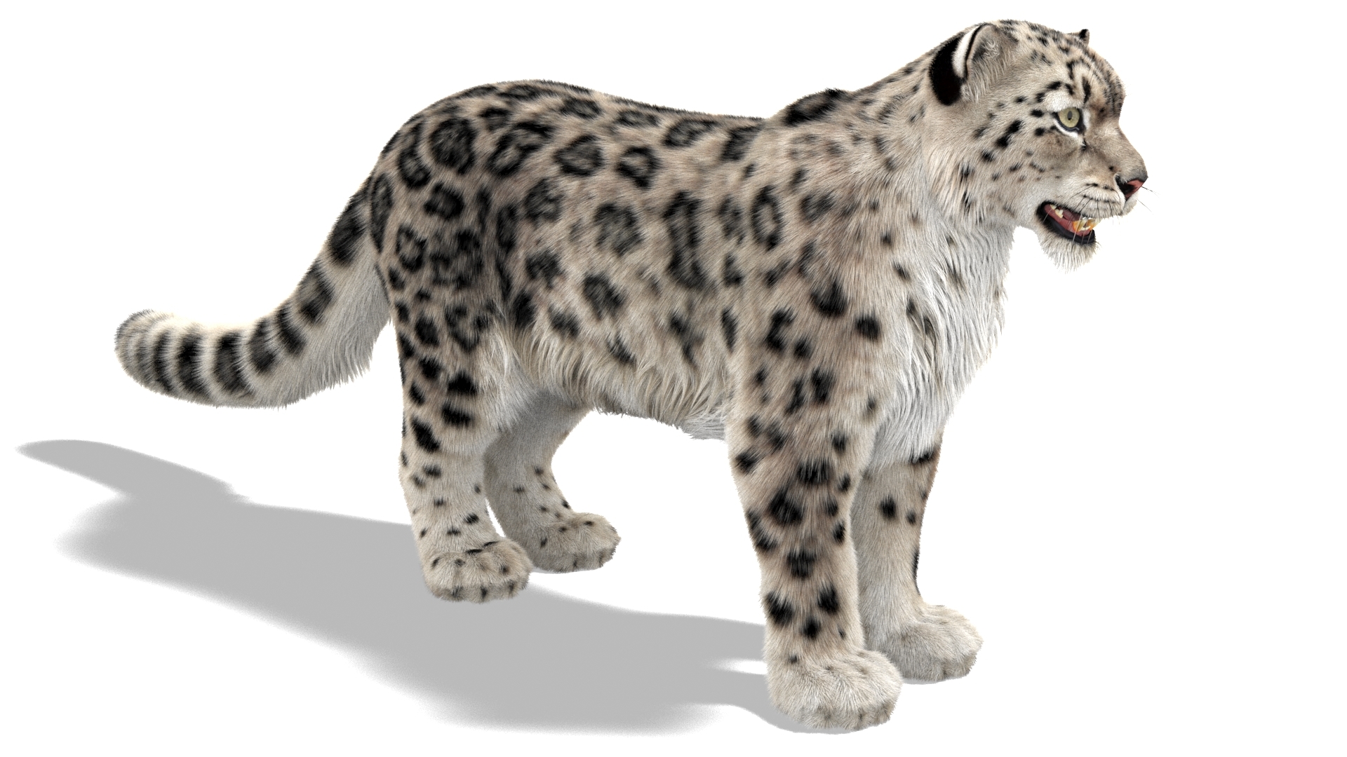 3d snow leopard 3 furry