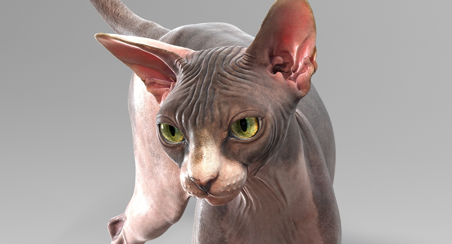 sphynx cat (animated) 3d