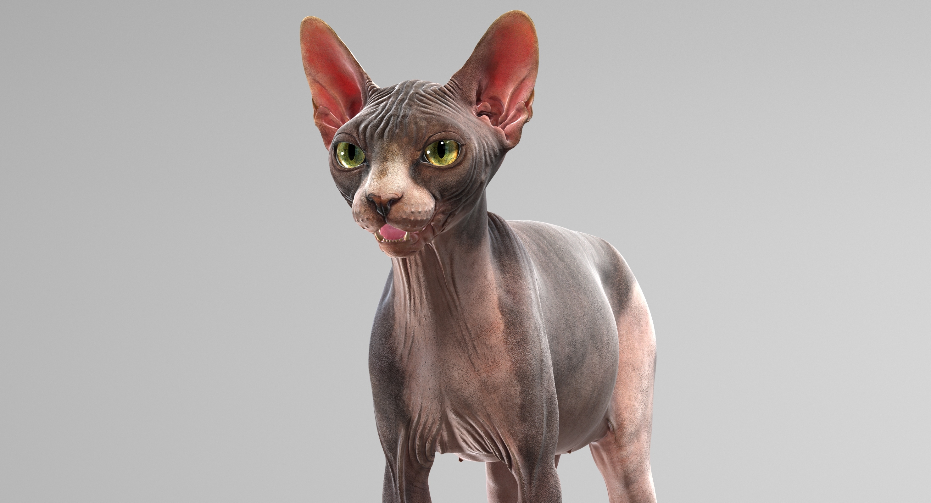 sphynx cat (animated) 3d