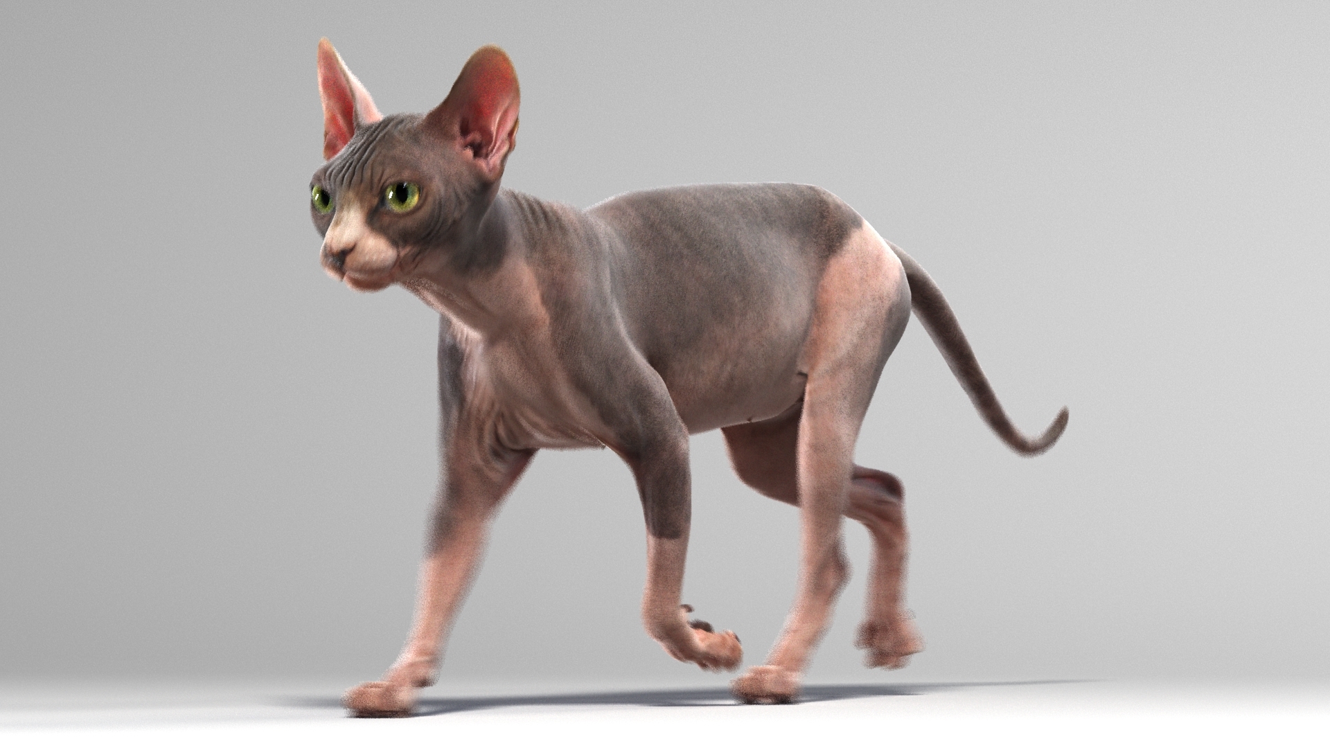 sphynx cat (animated) 3d