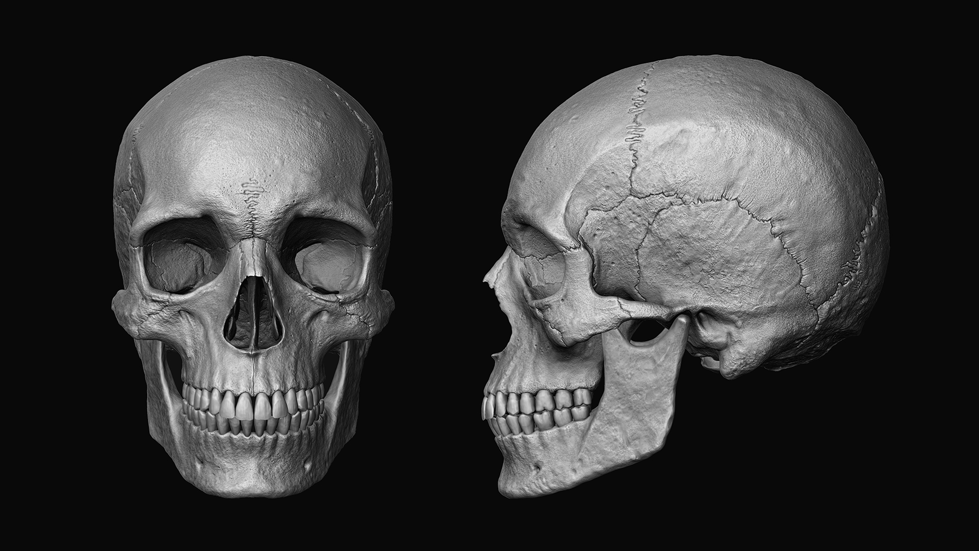人类头骨zbrush模型3d模型