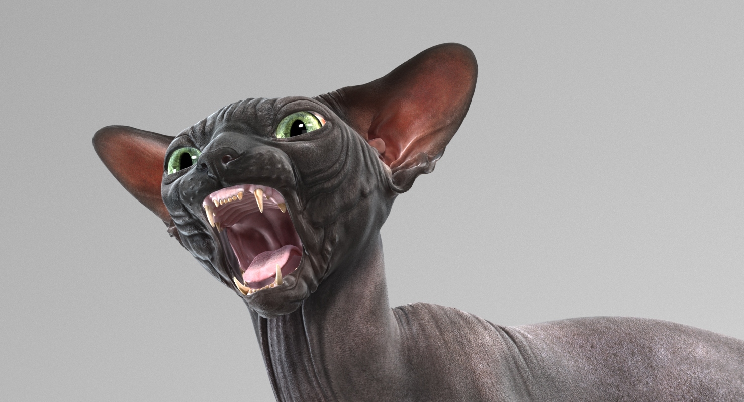斯芬克斯猫(4)(动画)3d模型