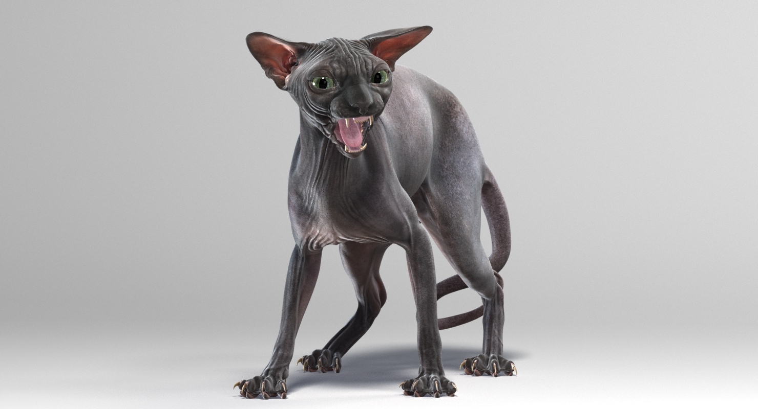 sphynx cat animations 4 3d model