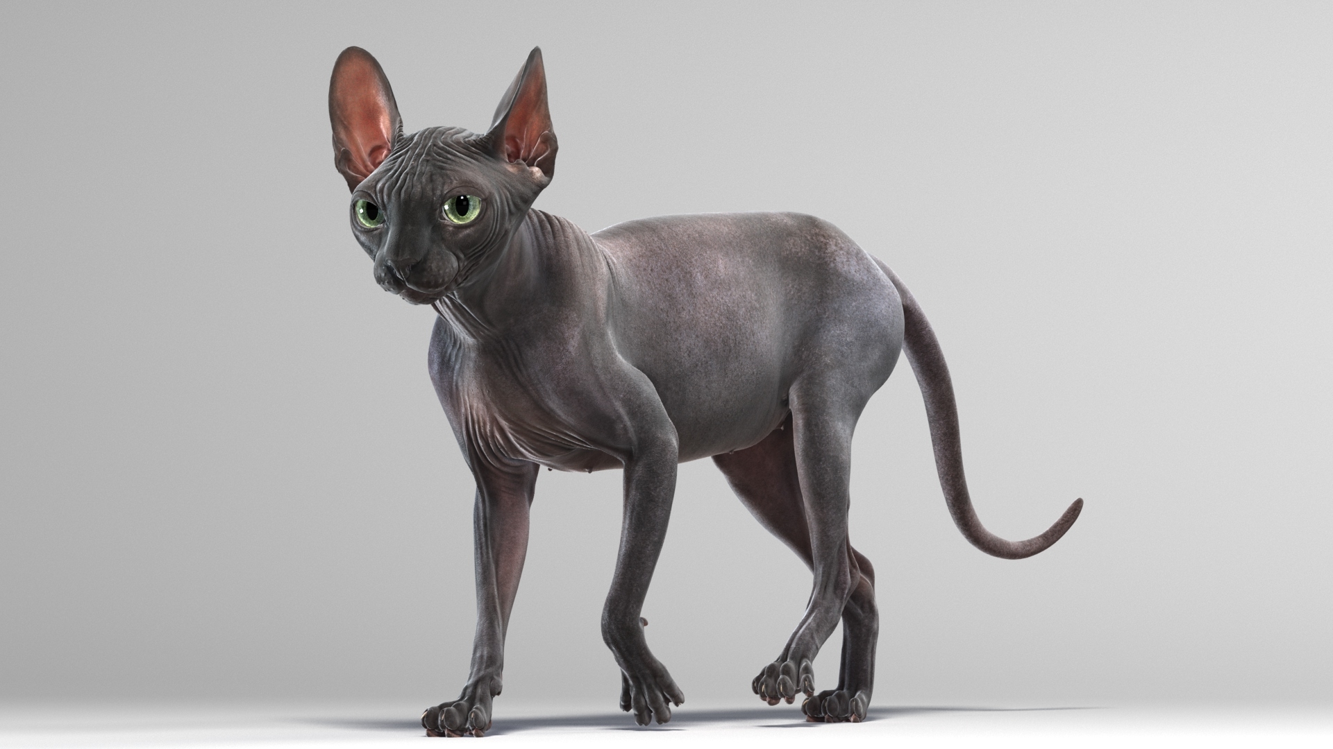 sphynx cat animations 4 3d model