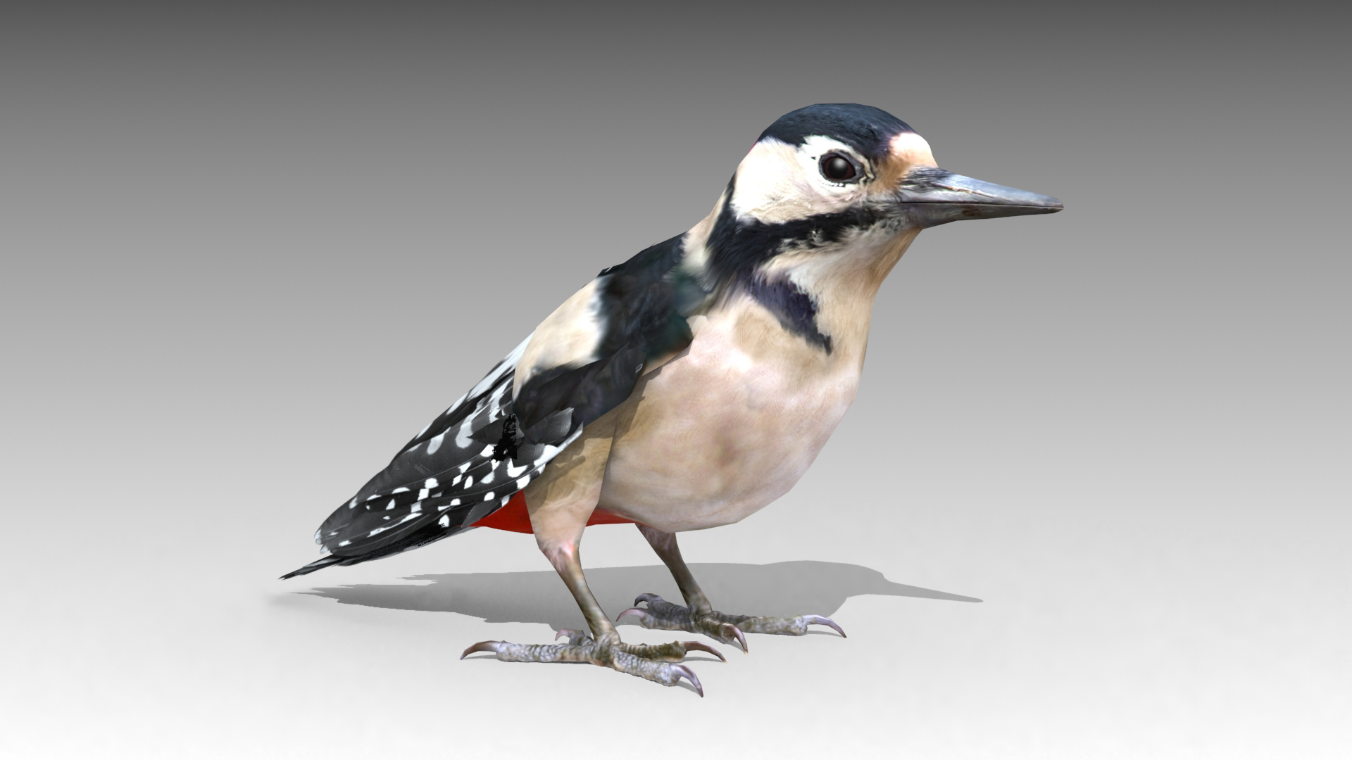 woodpecker 3d model