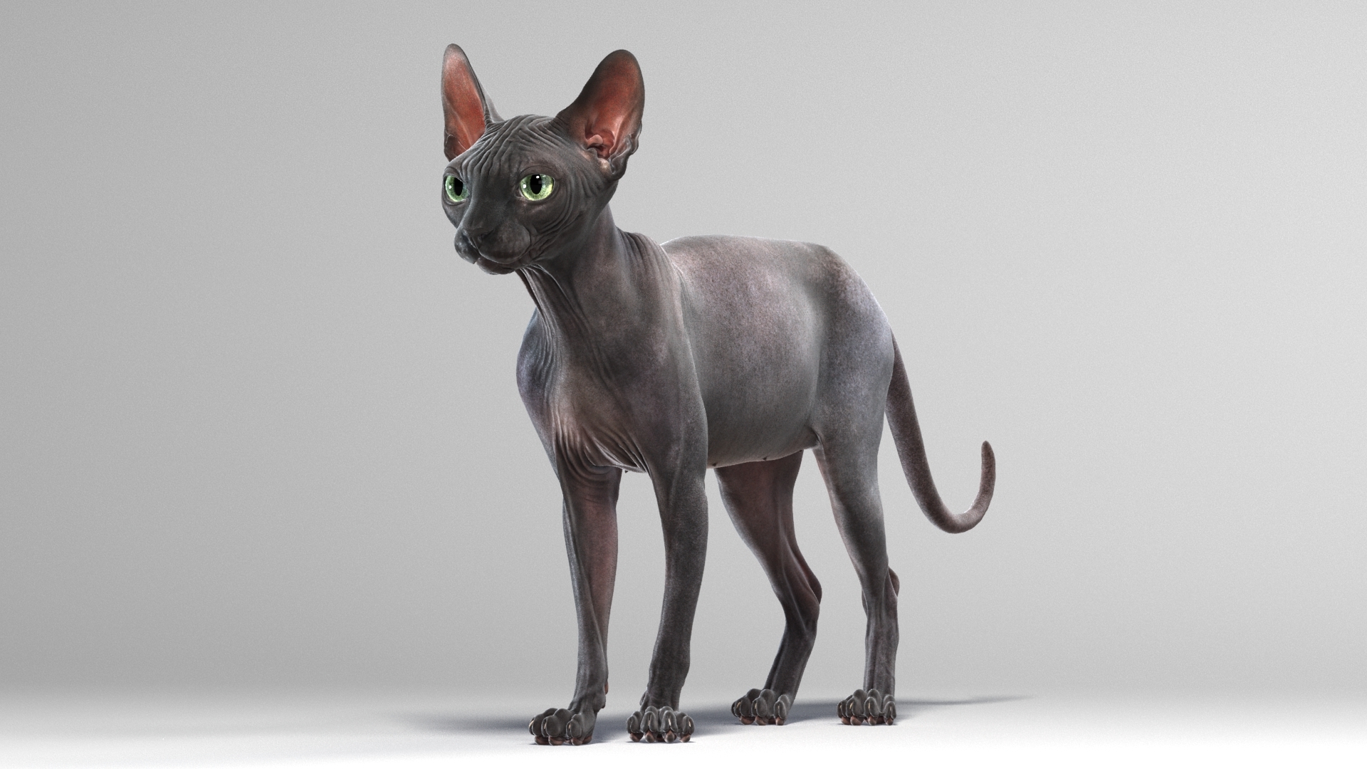 斯芬克斯猫(4)(动画)3d模型