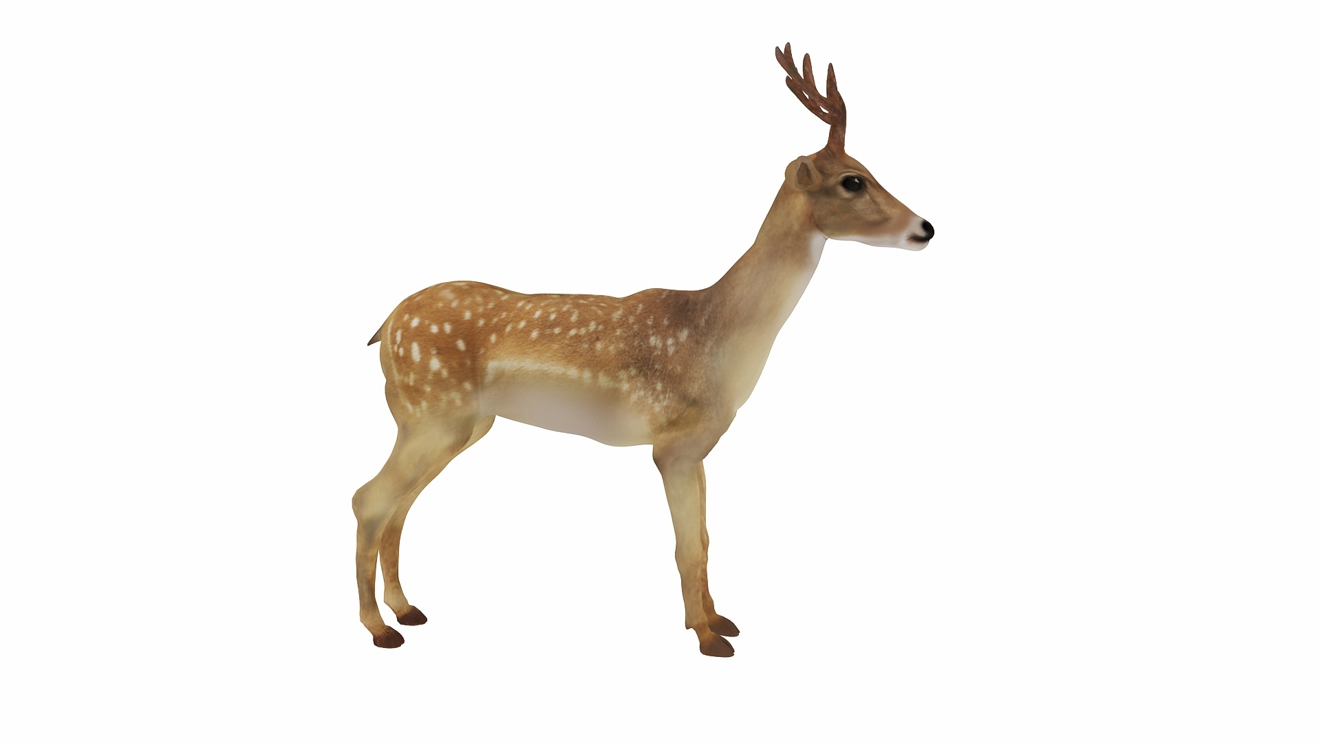 3d deer animal mammal