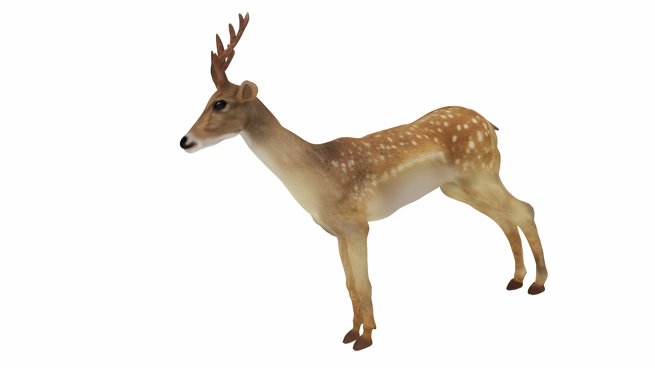 3d deer animal mammal