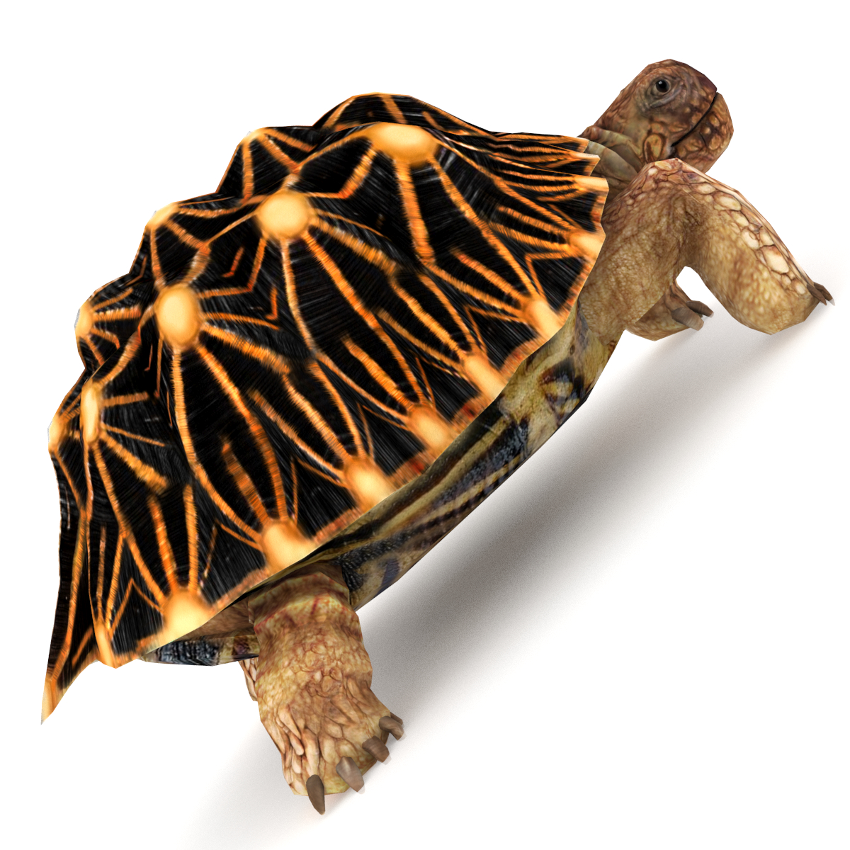 star tortoise 3d model