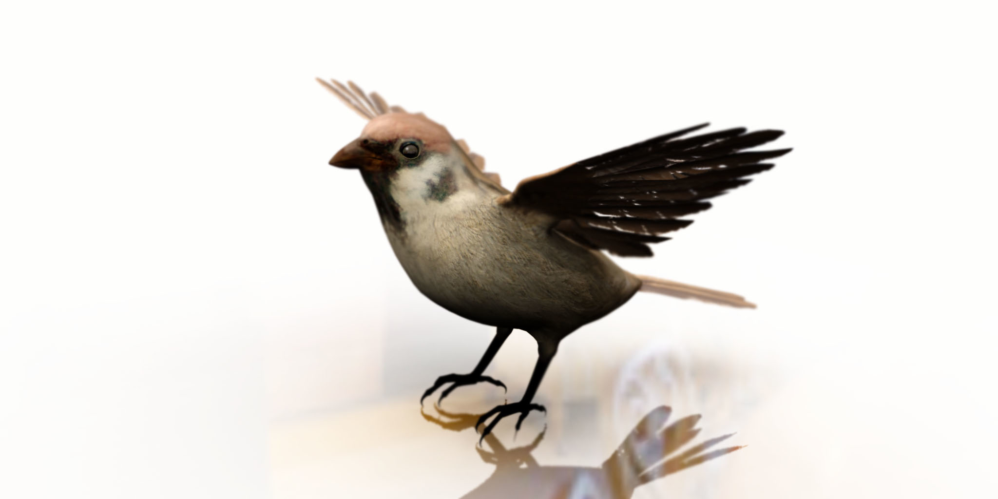 麻雀鸟3d模型3d模型