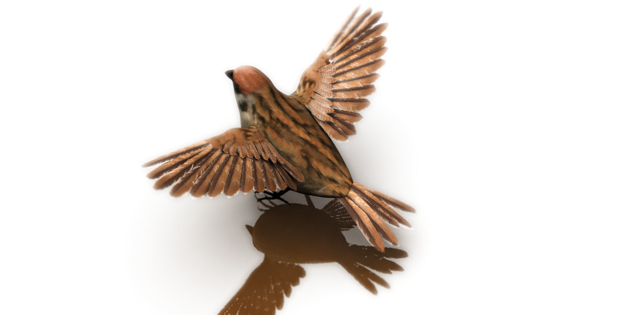 sparrow 3d model