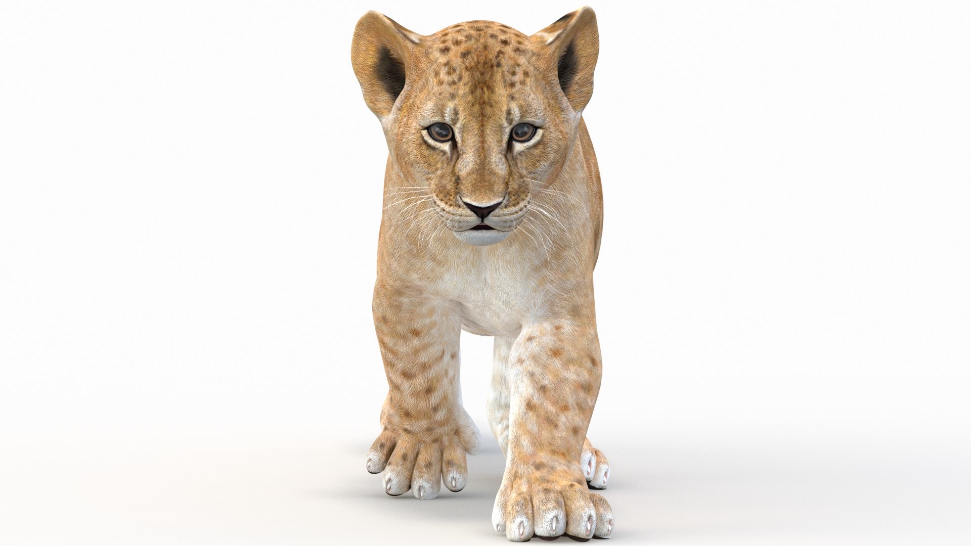 turbosquid.com/preview/2019/10/24__12_39_26/lion_cub_animated02.