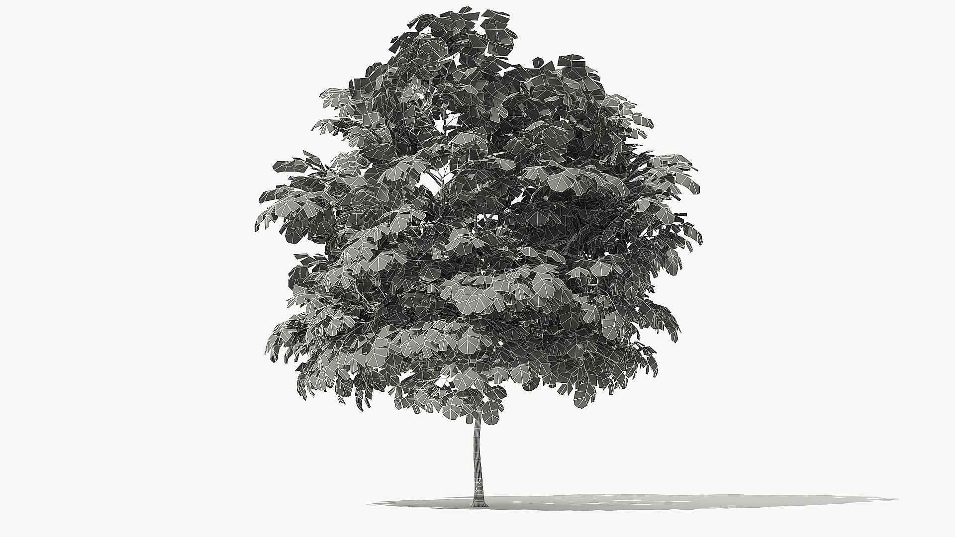 autumn rock elm tree model