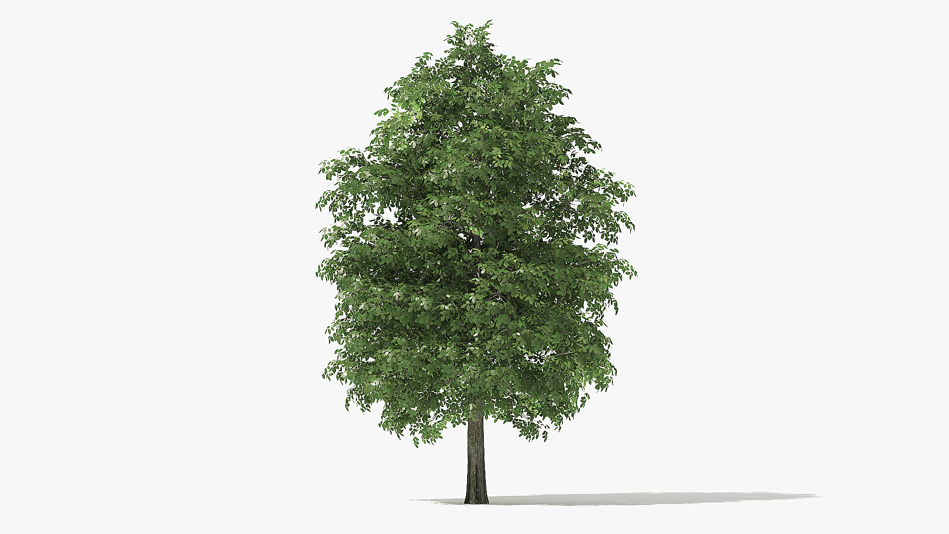 3d rock elm tree