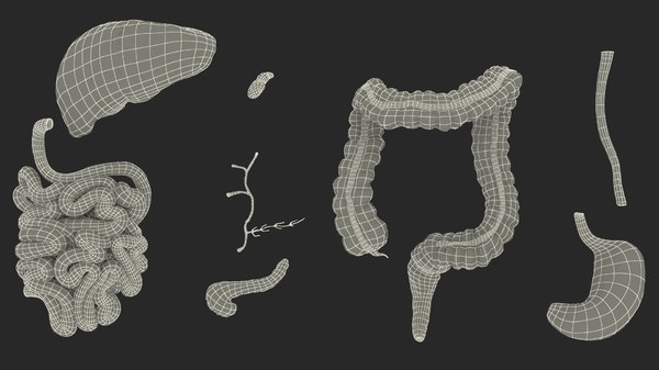 Sistema Digestivo Humano Modelo D Turbosquid