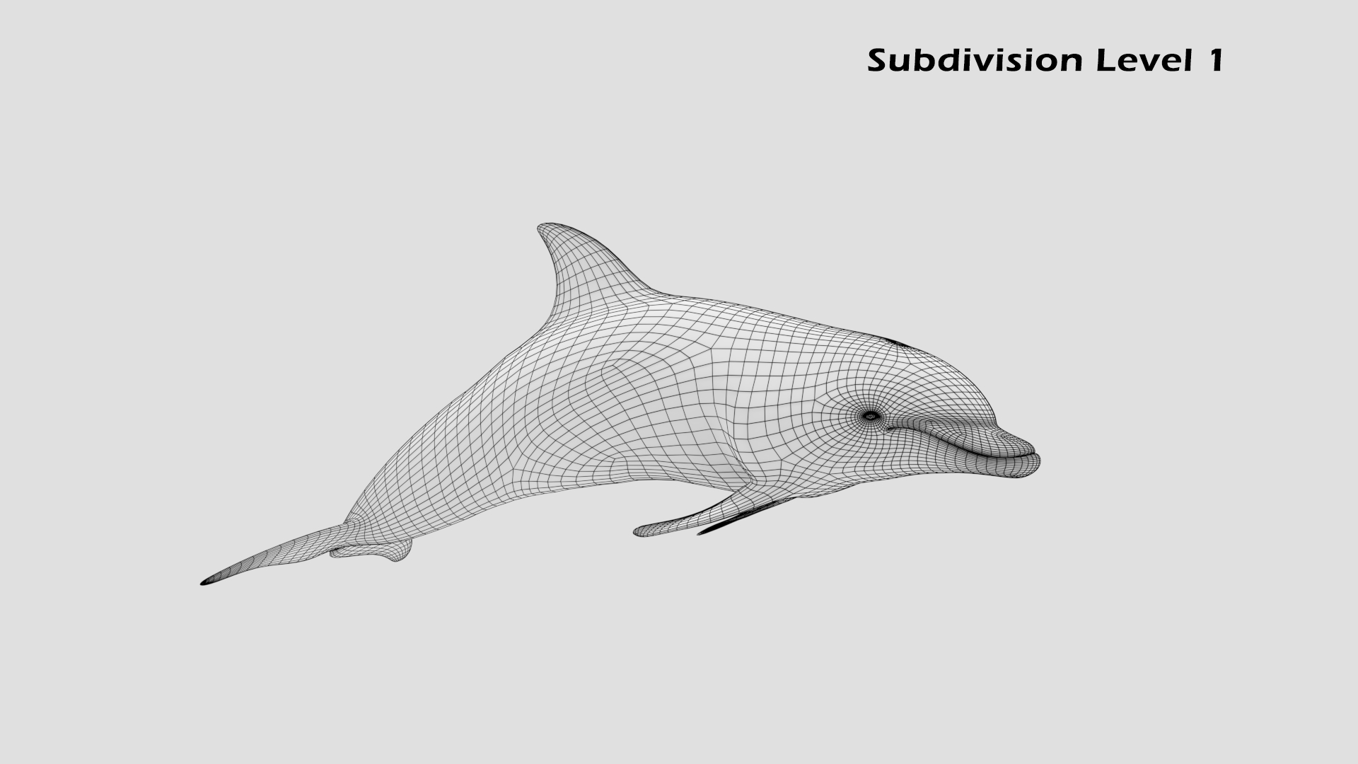 3d beautiful common bottlenose dolphin model