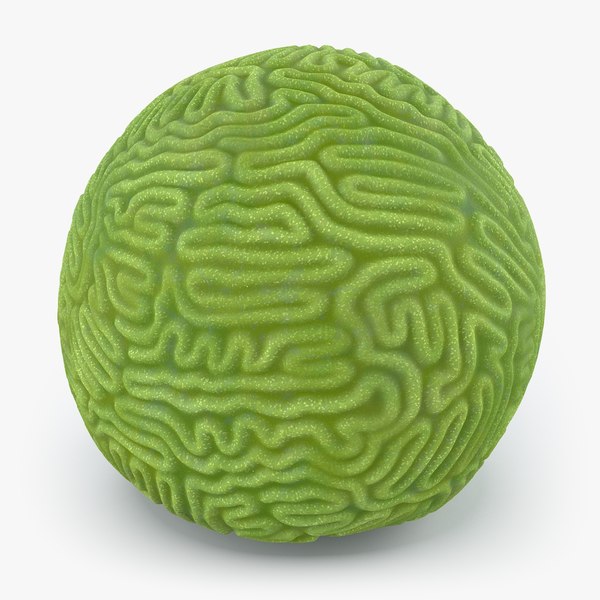 brain polyp coral 3d model