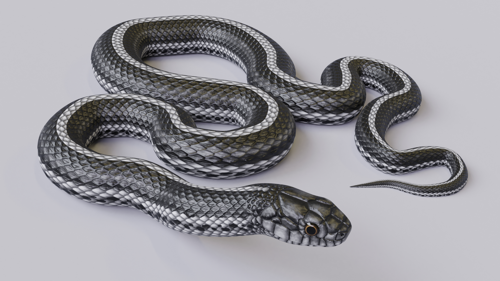 黑白蛇3d模型