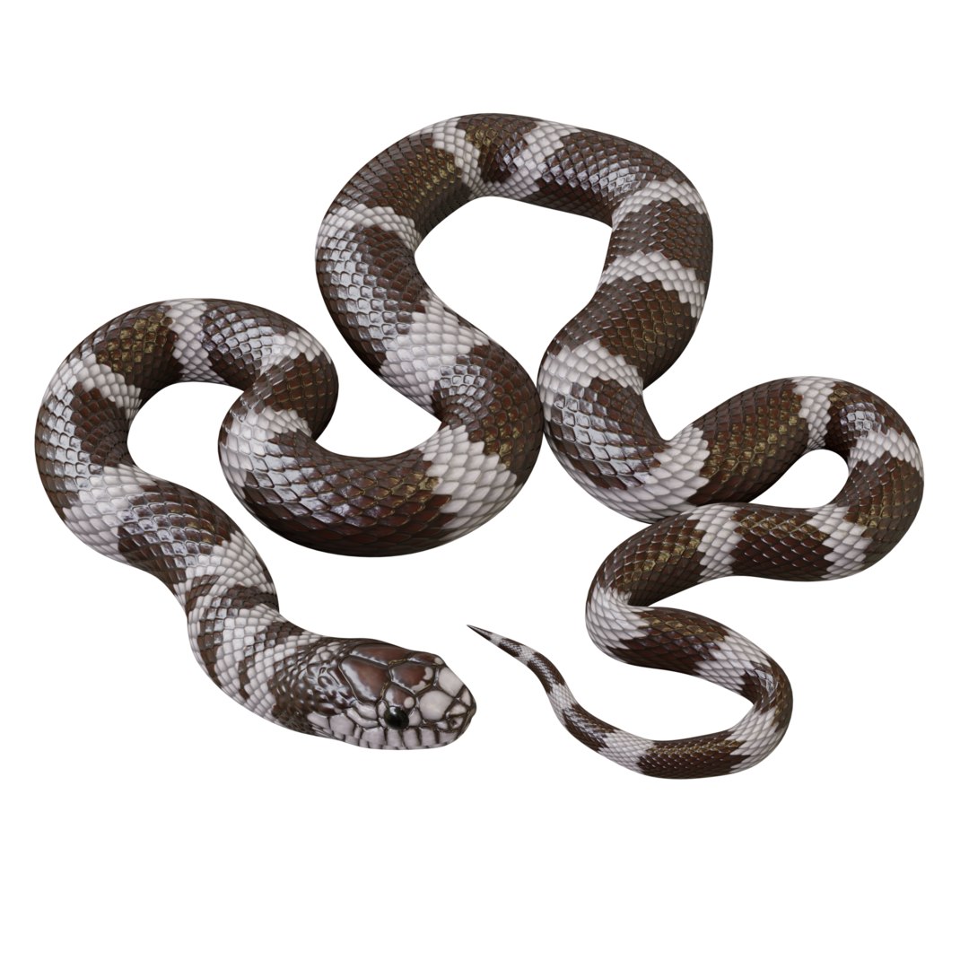 california kingsnake animation 3d model https://static.