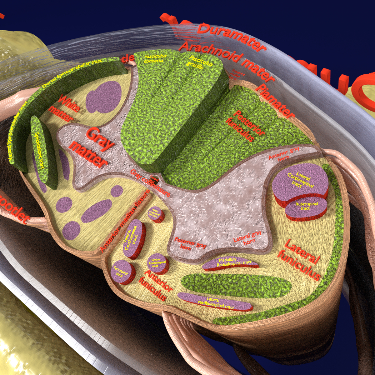 spinal cord,frontal plane 3d model tracts spinal cord labelled