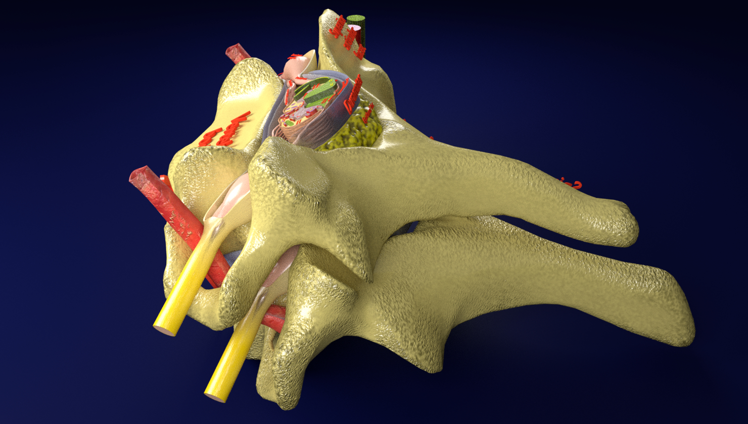 脊椎脊髓标记3d模型