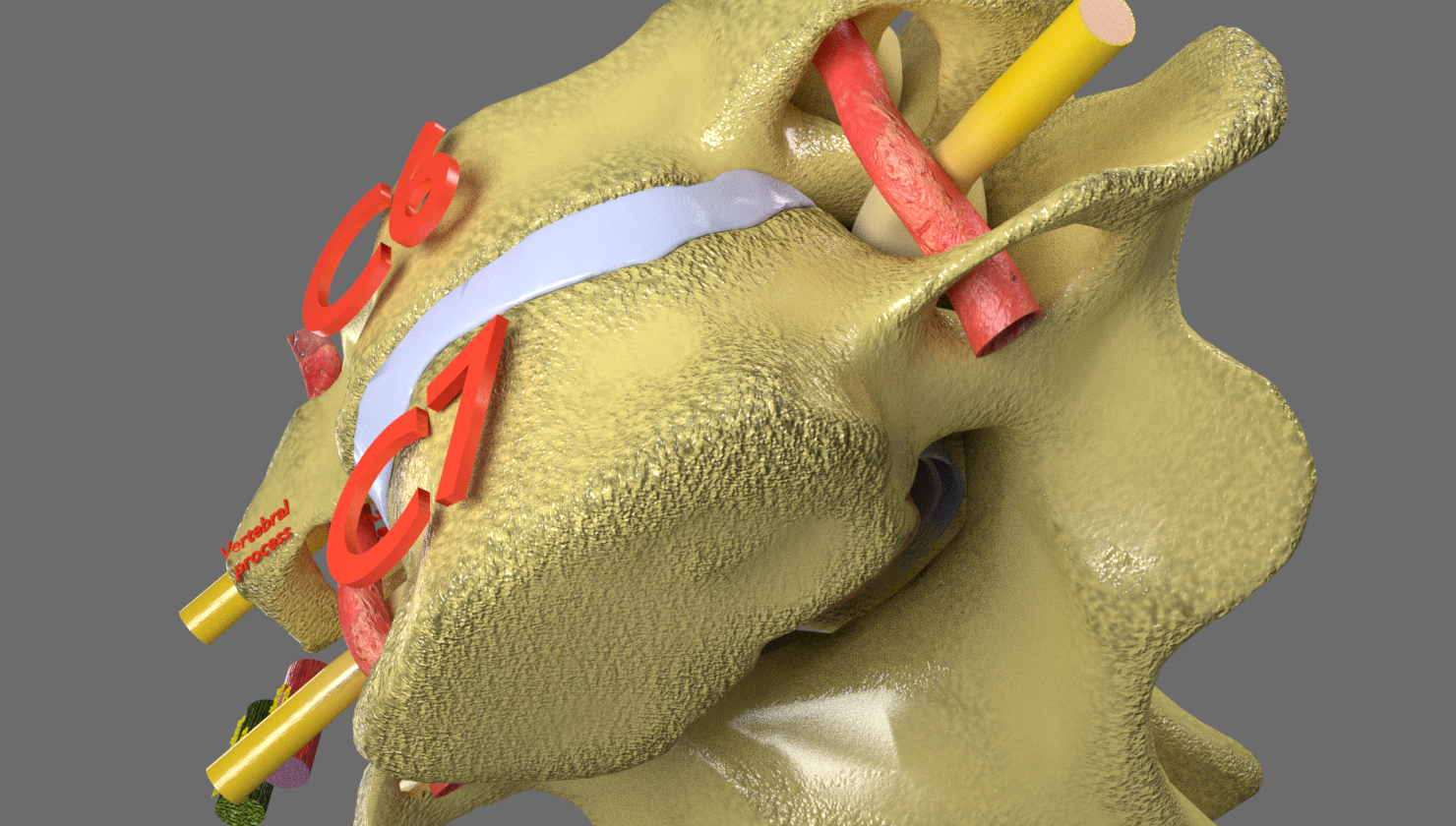 脊椎脊髓标记3d模型