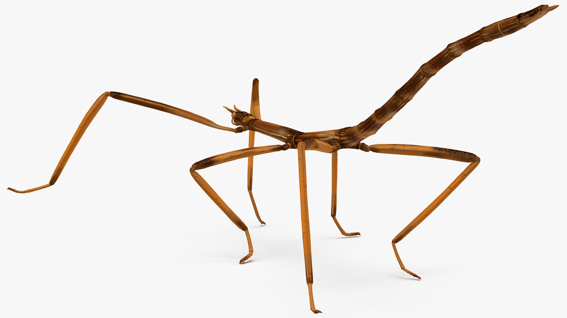 stick insect brown rigged for modo3d模型
